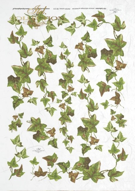 hojas de hiedra