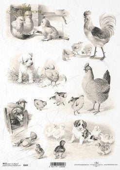 Puppies with chicks